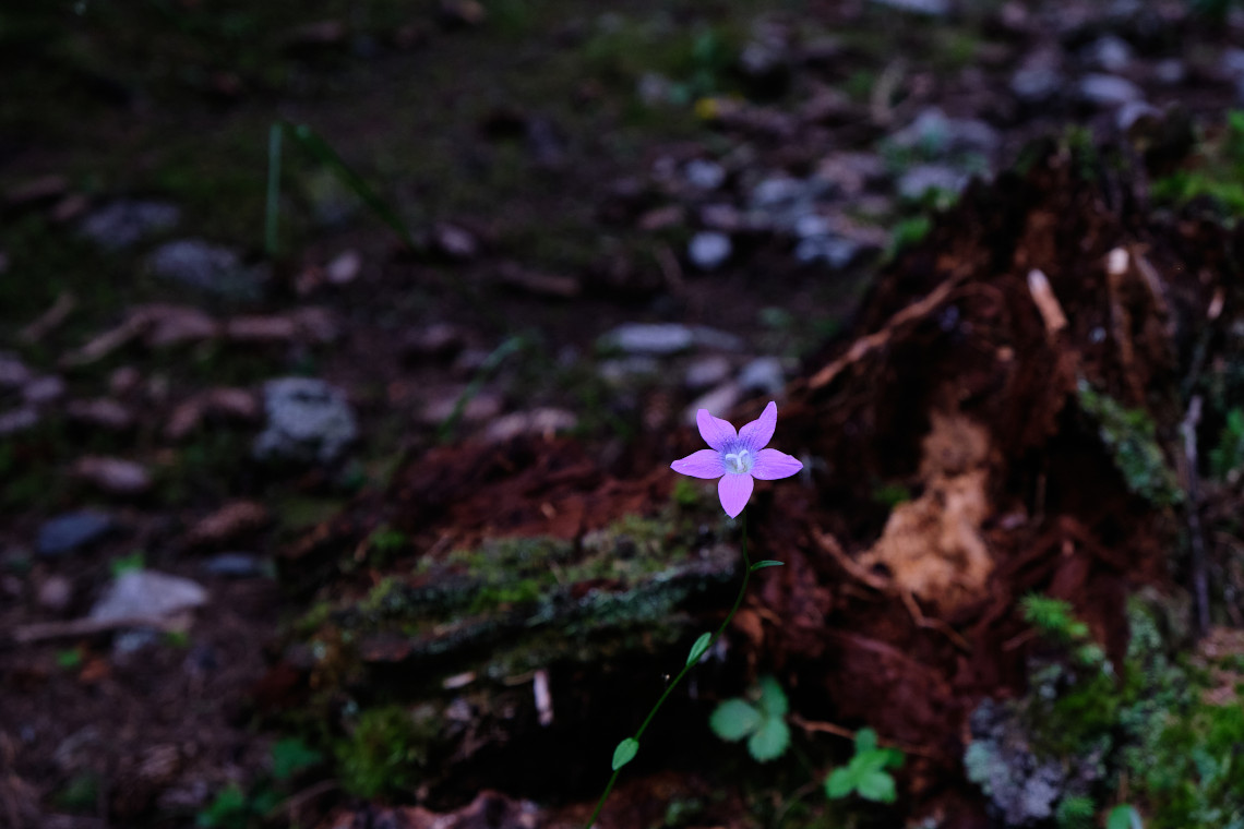Timeless Photography NFT - Timeless #015